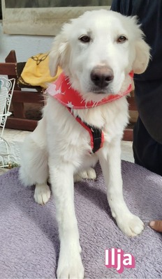 Ilja, Mischling Welpen - Hündin