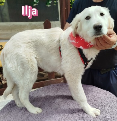 Ilja, Mischling Welpen - Hündin