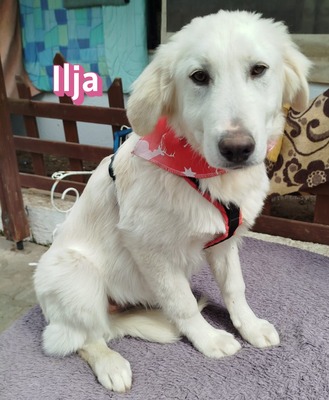 Ilja, Mischling Welpen - Hündin