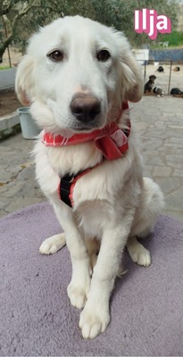 Ilja, Mischling Welpen - Hündin