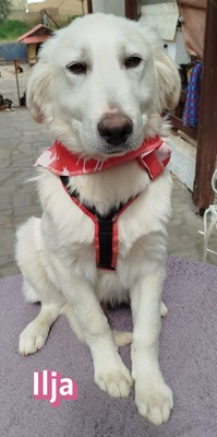 Ilja, Mischling Welpen - Hündin