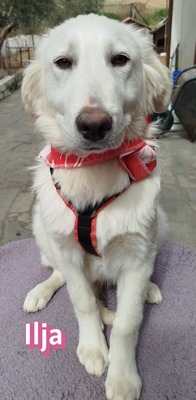 Ilja, Mischling Welpen - Hündin