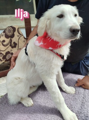 Ilja, Mischling Welpen - Hündin