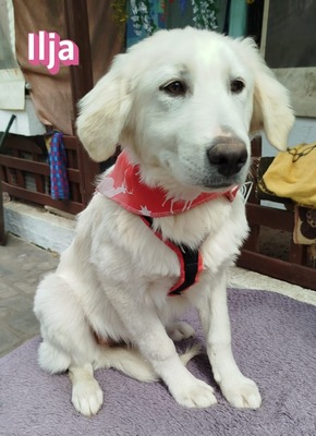 Ilja, Mischling Welpen - Hündin