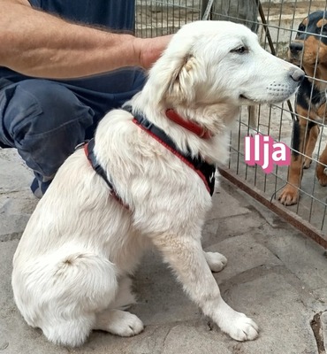 Ilja, Mischling Welpen - Hündin