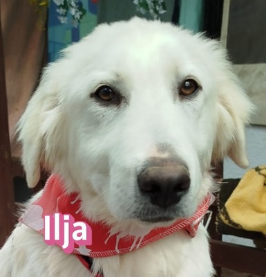 Ilja, Mischling Welpen - Hündin