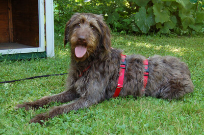 Ilse, Labradoodle - Hündin