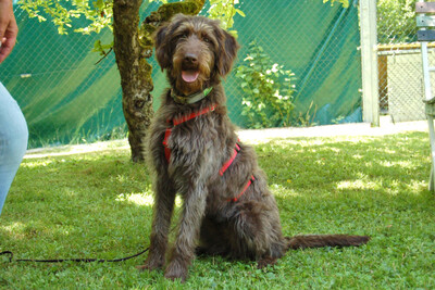 Ilse, Labradoodle - Hündin