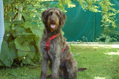 Ilse, Labradoodle - Hündin