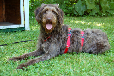 Ilse, Labradoodle - Hündin