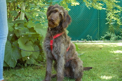 Ilse, Labradoodle - Hündin