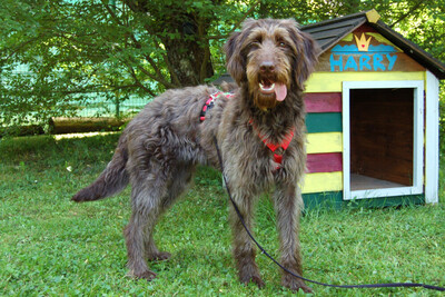 Ilse, Labradoodle - Hündin