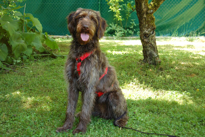 Ilse, Labradoodle - Hündin
