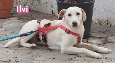 Ilvi, Labrador - Hündin