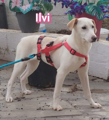 Ilvi, Labrador - Hündin