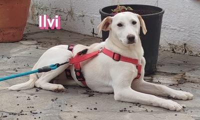 Ilvi, Labrador - Hündin