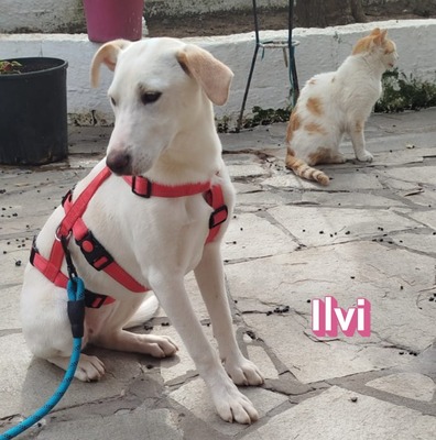 Ilvi, Labrador - Hündin