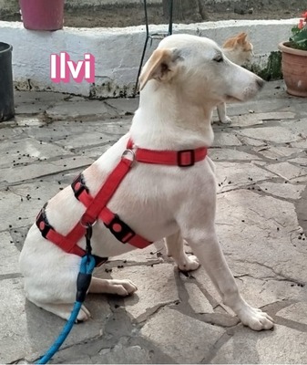 Ilvi, Labrador - Hündin