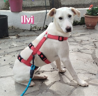 Ilvi, Labrador - Hündin