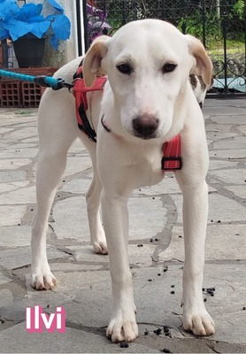Ilvi, Labrador - Hündin