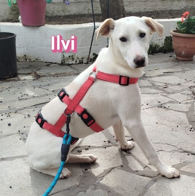 Ilvi, Labrador - Hündin
