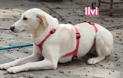 Ilvi, Labrador - Hündin