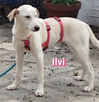 Ilvi, Labrador - Hündin