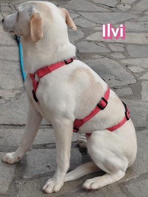 Ilvi, Labrador - Hündin