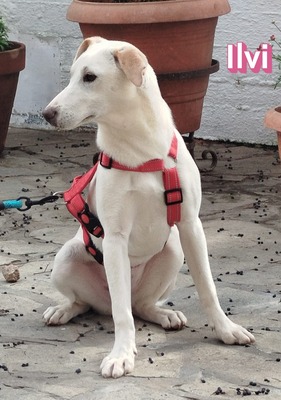 Ilvi, Labrador - Hündin