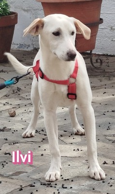 Ilvi, Labrador - Hündin
