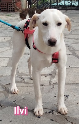 Ilvi, Labrador - Hündin