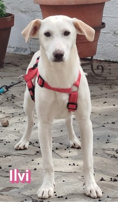 Ilvi, Labrador - Hündin