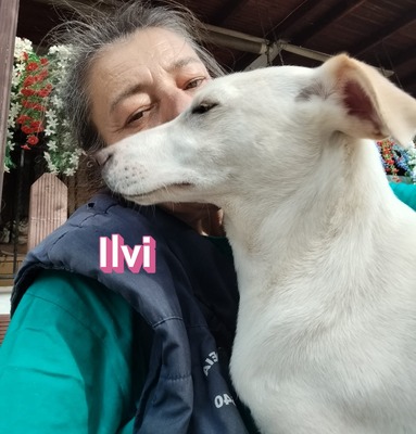 Ilvi, Labrador - Hündin