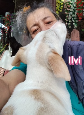 Ilvi, Labrador - Hündin