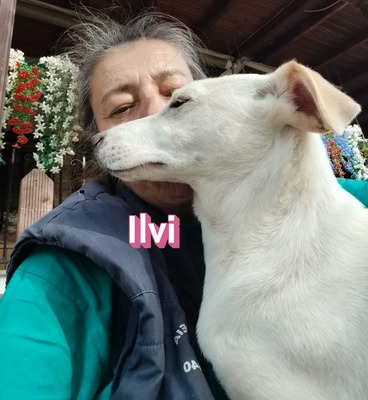 Ilvi, Labrador - Hündin