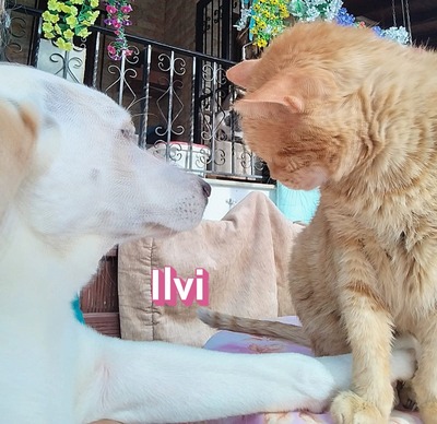 Ilvi, Labrador - Hündin