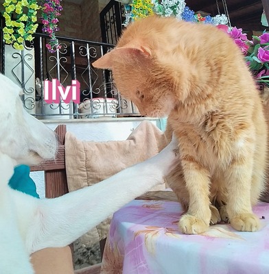 Ilvi, Labrador - Hündin