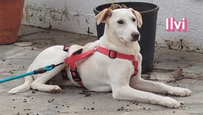 Ilvi, Labrador - Hündin