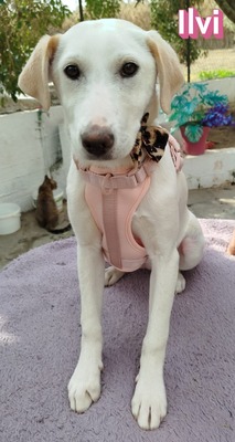 Ilvi, Mischling Welpen - Hündin