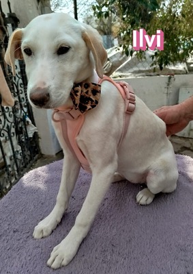 Ilvi, Mischling Welpen - Hündin