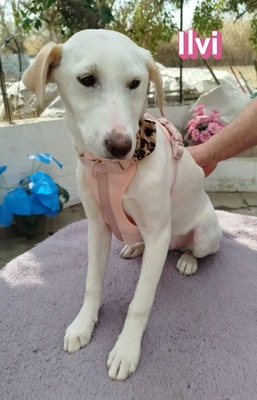 Ilvi, Mischling Welpen - Hündin