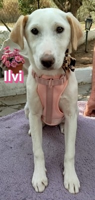 Ilvi, Mischling Welpen - Hündin