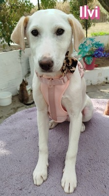 Ilvi, Mischling Welpen - Hündin