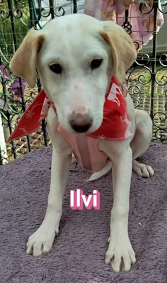 Ilvi, Mischling Welpen - Hündin