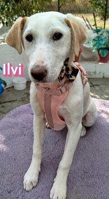 Ilvi, Mischling Welpen - Hündin