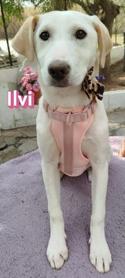 Ilvi, Mischling Welpen - Hündin