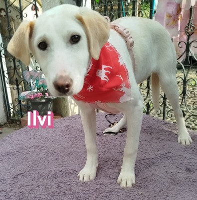 Ilvi, Mischling Welpen - Hündin