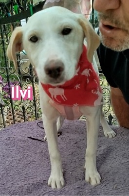 Ilvi, Mischling Welpen - Hündin