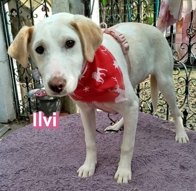 Ilvi, Mischling Welpen - Hündin