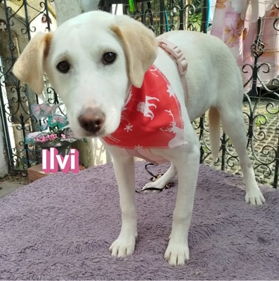 Ilvi, Mischling Welpen - Hündin